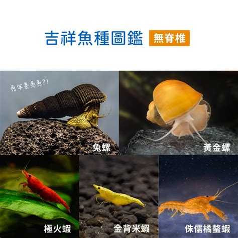 黃金戰船價格|過年系列 2. 兔年招財魚種圖鑑 過年買魚推薦名單